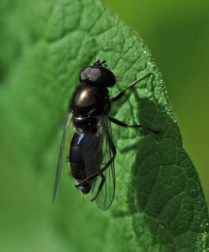 Cheilosia sp.